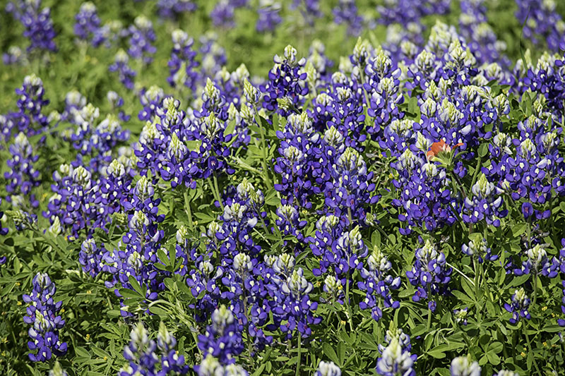 Bluebonnets3